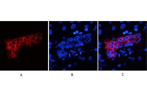 Immunofluorescence analysis of human liver tissue.