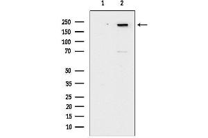 Western blot analysis of lysates from heat-shock treated COS-7, using Phospho-Afadin (Ser1799) Antibody. (Afadin 抗体  (pSer1799))
