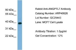 WB Suggested Anti-ANGPTL7  Antibody Titration: 0. (ANGPTL7 抗体  (Middle Region))