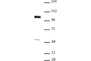 FOXM1 antibody (pAb) tested by Western blot. (FOXM1 抗体  (C-Term))