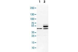 Western Blot analysis of Lane 1: NIH-3T3 cell lysate (mouse embryonic fibroblast cells) and Lane 2: NBT-II cell lysate (Wistar rat bladder tumour cells) with SCRN1 polyclonal antibody . (Secernin 1 抗体)