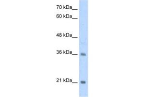 Western Blotting (WB) image for anti-Transcription Factor 15 (Basic Helix-Loop-Helix) (TCF15) antibody (ABIN2461729) (TCF15 抗体)