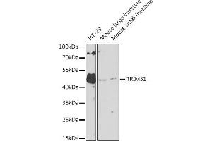 Western blot analysis of extracts of various cell lines, using TRIM31 antibody (ABIN7270987) at 1:1000 dilution. (TRIM31 抗体  (AA 186-425))