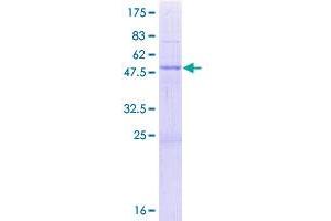 PTCD2 Protein (AA 1-236) (GST tag)