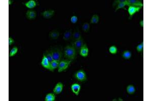 Immunofluorescent analysis of A431 cells using ABIN7158915 at dilution of 1:100 and Alexa Fluor 488-congugated AffiniPure Goat Anti-Rabbit IgG(H+L) (MFSD1 抗体  (AA 1-38))
