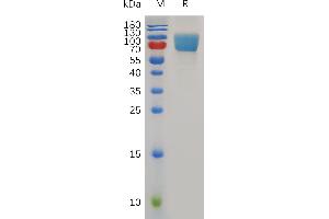 SDS-PAGE (SDS) image for Inducible T-Cell Co-Stimulator Ligand (ICOSLG) (AA 47-279) protein (Fc Tag) (ABIN7491047)