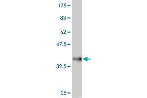 Western Blot detection against Immunogen (35. (FRZB 抗体  (AA 102-190))