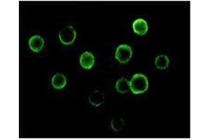 Immunofluorescence analysis of Jurkat cells using BTK mouse mAb. (BTK 抗体)