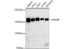 Western blot analysis of extracts of various cell lines, using HDLBP antibody (ABIN7267644) at 1:1000 dilution.