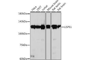 Western blot analysis of extracts of various cell lines, using USP11 Rabbit mAb (ABIN7271139) at 1:1000 dilution. (USP11 抗体)