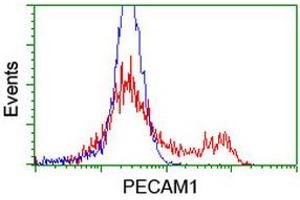 Image no. 4 for anti-Platelet/endothelial Cell Adhesion Molecule (PECAM1) antibody (ABIN1497243)