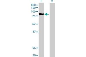 Western Blot analysis of PRKCD expression in transfected 293T cell line by PRKCD MaxPab polyclonal antibody. (PKC delta 抗体  (AA 1-676))