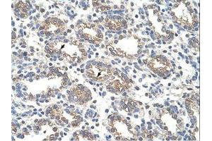Image no. 1 for anti-Arginase, Liver (ARG1) (AA 101-150) antibody (ABIN320968) (Liver Arginase 抗体  (AA 101-150))