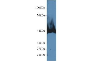 Western Blotting (WB) image for anti-Carboxypeptidase B1 (Tissue) (CPB1) (AA 111-417) antibody (ABIN7441961)