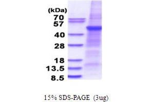SDS-PAGE (SDS) image for Phospholipase A1 Member A (PLA1A) (AA 26-456) protein (His tag) (ABIN5853679) (PLA1A Protein (AA 26-456) (His tag))