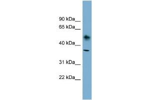 WB Suggested Anti-ATP1B1 Antibody Titration:  0. (ATP1B1 抗体  (N-Term))