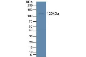 Western blot analysis of Human K562 Cells. (TIE1 抗体  (AA 435-609))