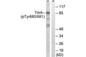 Western blot analysis of extracts from Jurkat cells treated with starved 24h, using Trk A (Phospho-Tyr680+Tyr681) Antibody. (TRKA 抗体  (pTyr680))