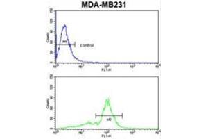 VGFR1 Antibody flow cytometric analysis of MDA-MB231 cells (bottom histogram) compared to a negative control cell (top histogram) FITC-conjugated goat-anti-rabbit secondary antibodies were used for the analysis. (FLT1 抗体)