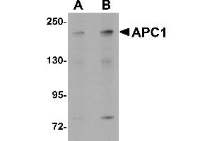Western Blotting (WB) image for anti-Anaphase Promoting Complex Subunit 1 (ANAPC1) (C-Term) antibody (ABIN1030243) (APC1 抗体  (C-Term))