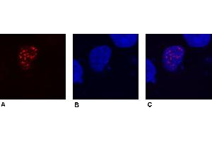 Immunocytochemistry (confocal microscopy) of COS-7 cells transfected with expression constructs encoding fusion nuclear protein with DDDDK epitope. (DDDDK Tag 抗体)