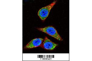 Confocal immunofluorescent analysis of ENOA Antibody (C-term) (ABIN1882077 and ABIN2839495) with Hela cell followed by Alexa Fluor 488-conjugated goat anti-rabbit lgG (green). (ENO1 抗体  (C-Term))