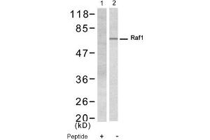 Image no. 1 for anti-V-Raf-1 Murine Leukemia Viral Oncogene Homolog 1 (RAF1) (Ser338) antibody (ABIN319326) (RAF1 抗体  (Ser338))