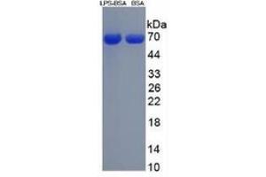 SDS-PAGE (SDS) image for Lipopolysaccharides (LPS) ELISA Kit (ABIN6574100)