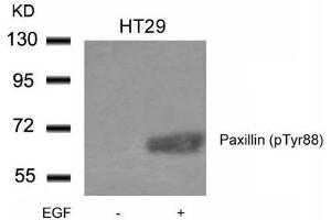 Western blot analysis of extracts from HT29 cells untreated or treated with EGF using Paxillin(phospho-Tyr88) Antibody.