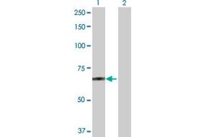 Western Blot analysis of POGK expression in transfected 293T cell line by POGK MaxPab polyclonal antibody. (POGK 抗体  (AA 1-609))