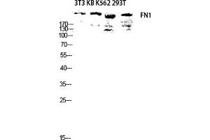Western blot analysis of 3T3 KB K562 293T lysis using FN1 antibody.