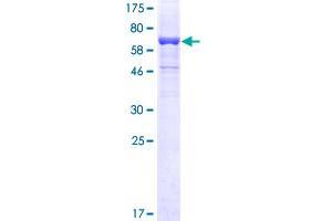 SCARB2 Protein (AA 1-478) (GST tag)