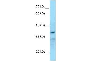 WB Suggested Anti-SHBG Antibody Titration: 1. (SHBG 抗体  (C-Term))
