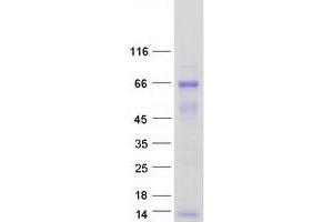 Validation with Western Blot (FAM63A Protein (Transcript Variant 1) (Myc-DYKDDDDK Tag))
