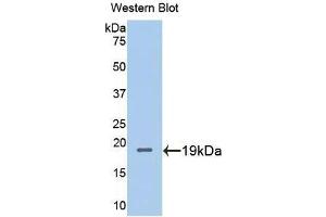 Western Blotting (WB) image for anti-Metallothionein 2 (MT2) (AA 2-61) antibody (ABIN1078316)