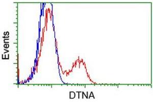 HEK293T cells transfected with either RC223952 overexpress plasmid (Red) or empty vector control plasmid (Blue) were immunostained by anti-DTNA antibody (ABIN2454067), and then analyzed by flow cytometry. (DTNA 抗体)