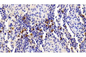 Detection of S100A12 in Porcine Spleen Tissue using Polyclonal Antibody to S100 Calcium Binding Protein A12 (S100A12) (S100A12 抗体  (AA 2-92))