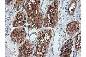 Immunohistochemistry (IHC) image for anti-Aminoacylase 1 (ACY1) antibody (ABIN1496452) (Aminoacylase 1 抗体)