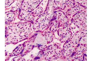 Anti-GDF15 antibody IHC of human placenta. (GDF15 抗体  (AA 286-299))