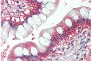 Human Small Intestine (formalin-fixed, paraffin-embedded) stained with x antibody ABIN337227 at 2. (GTPase NRas 抗体  (AA 167-179))