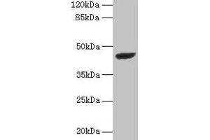 Western blot All lanes: STARD7 antibody at 2 μg/mL + PC-3 whole cell lysate Secondary Goat polyclonal to rabbit IgG at 1/10000 dilution Predicted band size: 44 kDa Observed band size: 44 kDa (STARD7 抗体  (AA 61-307))