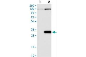 Western blot analysis of Lane 1: Negative control (vector only transfected HEK293T lysate), Lane 2: Over-expression Lysate (Co-expressed with a C-terminal myc-DDK tag (~3. (PRUNE2 抗体)