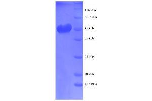 SDS-PAGE (SDS) image for Ras Homolog Gene Family, Member A (RHOA) (AA 1-191), (partial) protein (GST tag) (ABIN7479591)