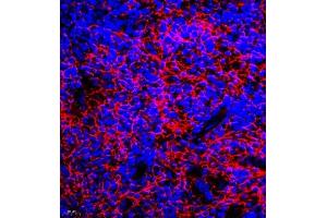 Immunofluorescence of paraffin embedded mouse spleen using GDPD2 (ABIN7074098) at dilution of 1:650 (400x lens) (GDPD2 抗体)