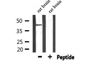 Western Blotting (WB) image for anti-Prostaglandin E Receptor 1 (Subtype EP1), 42kDa (PTGER1) (Internal Region) antibody (ABIN6264125)