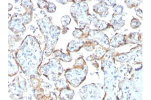 Formalin-fixed, paraffin-embedded human Placenta stained with TIMP2 Mouse Recombinant Monoclonal Antibody (rTIMP2/2335). (Recombinant TIMP2 抗体  (N-Term))