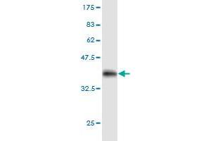 Western Blotting (WB) image for anti-Signal Transducer and Activator of Transcription 3 (Acute-Phase Response Factor) (STAT3) (AA 670-769) antibody (ABIN563028)
