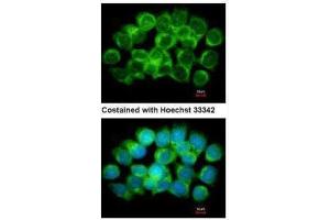 ICC/IF Image Immunofluorescence analysis of methanol-fixed A431, using AdoHcyase, antibody at 1:500 dilution. (AHCY 抗体)
