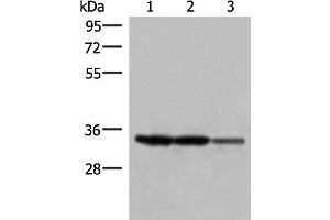 Western blot analysis of 293T and HepG2 cell lysates using HADH Polyclonal Antibody at dilution of 1:250 (HADH 抗体)