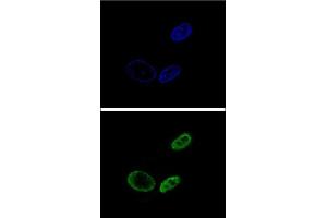 Confocal immunofluorescent analysis of NR0B2 Antibody (Center) (ABIN655027 and ABIN2844658) with HepG2 cell followed by Alexa Fluor® 488-conjugated goat anti-rabbit lgG (green). (NR0B2 抗体  (AA 56-83))